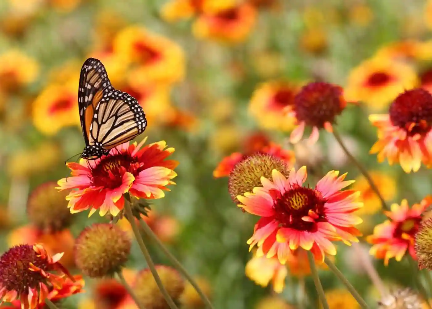 Butterfly in a flower garden
